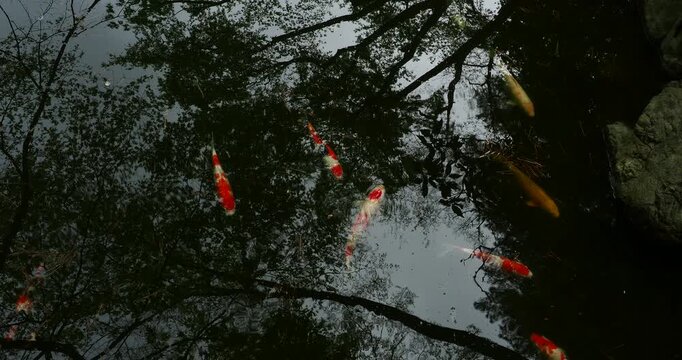 Koi Fish Swimming Under Reflective Water Surface with Tree Reflections - Real footage of koi fish swimming beneath reflective water with tree reflections. Calm, natural light, abstract and tranquil 