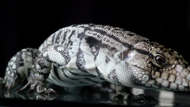 Blue Tegu Lizard Close Up Exotic Reptile Walking Detailed Scales Macro Wildlife Animal