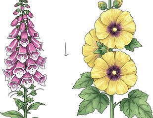 Foxglove and Hollyhock Flowers in Full Bloom with Vibrant Colors and Detailed Petals for Botanical and Nature Illustrations © Khairul