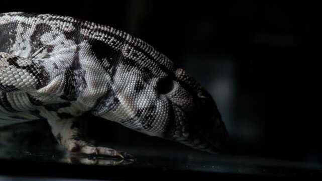 Blue Tegu Lizard Close Up Exotic Reptile Walking Detailed Scales Macro Wildlife Animal