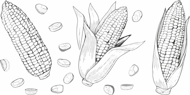 Corn cobs and kernels detailed sketch illustration