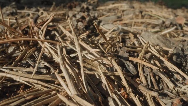 Macro closeup pine cone on forest floor, sunlit needles and dry leaf litter creating textured brown composition, slow camera glide reveals detailed scales, shadows and soil, intimate nature study