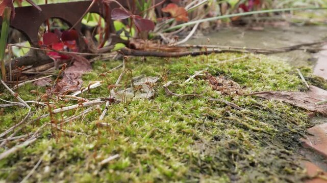 Moss covered brick path closeup showing damp texture and leaf litter, lowangle macro of moss spreading into tile joints, fallen twigs and lichen fragments, muted autumn light, intimate nostalgic