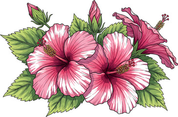 Pink hibiscus flowers with green leaves on transparent background © vector