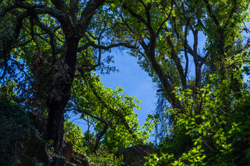 Fototapeta premium vibrant green tree canopies and dark, textured branches
