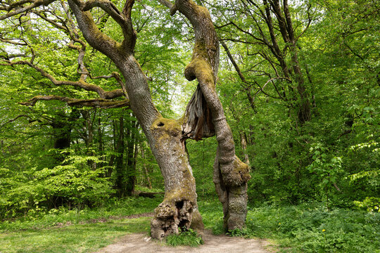 Die &uuml;ber 800 Jahre alte Betteleiche ist von der Form her und vom Alter ein besonderes Naturdenkmal im Nationalpark Hainich