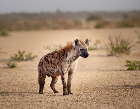 The ferocious spotted hyena, a powerful carnivorous mammal and scavenger, represents the resilient wildlife and ecology of African wilderness safaris.
