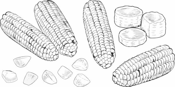 Corn cobs and kernels detailed sketch illustration on white background