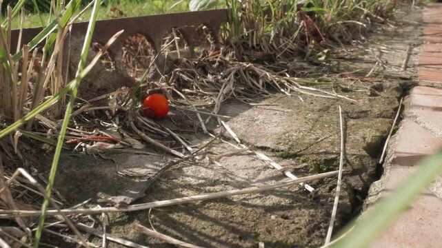 Macro closeup of red berry by rust edging, dried roots, brick and moss lowangle textured view captures sunlight, shadow, gritty soil and nostalgic abandoned garden mood ideal for botanist study,