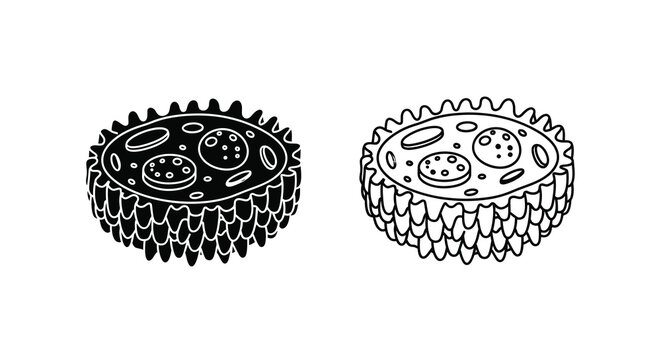 Detailed ink sketches of rambutan fruit showing textural spikes and internal structure
