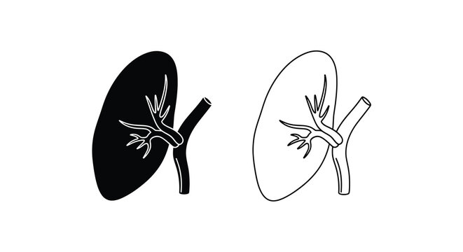 Anatomical illustration of the human spleen a detailed medical diagram