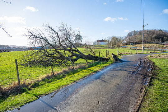 Fallen tree blocking narrow country road after storm damage in rural landscape.