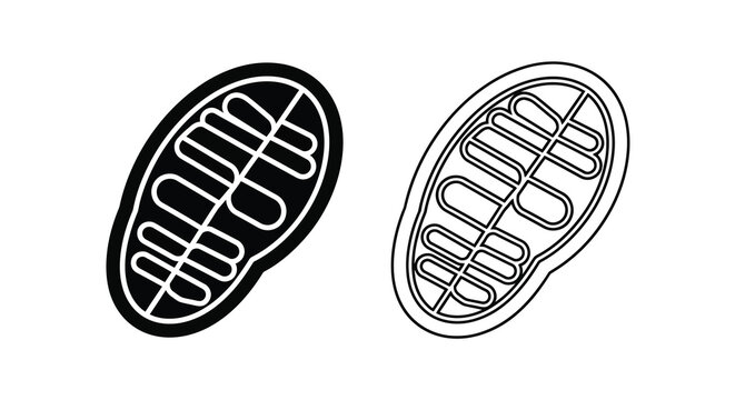 Mitochondria illustration detailed black and white depiction of cellular powerhouses