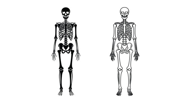 Human skeleton anatomy illustration front and back views for educational purposes