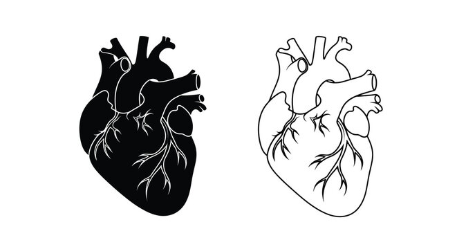 Anatomical illustration of the human heart detailed black and white depiction