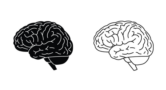 Human brain anatomy illustration detailed black and white depictions for medical and educational use