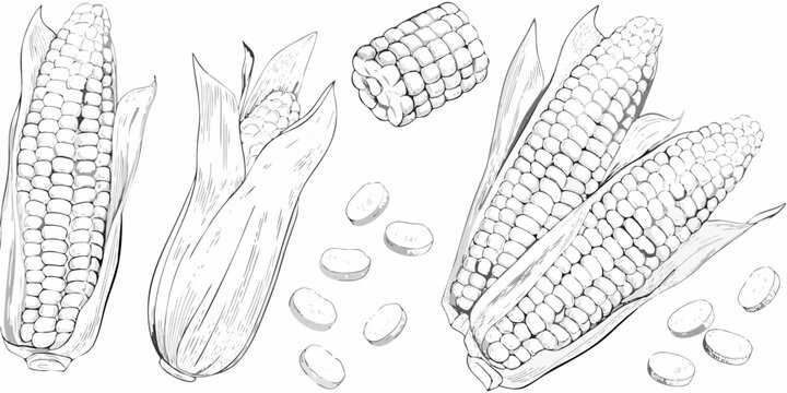 Detailed drawings of corn cobs and kernels on white background