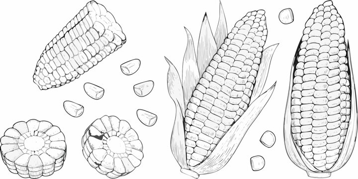 Detailed drawings of corn cobs and kernels black and white