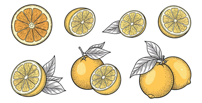Set of fresh citrus fruits including lemons and oranges with green leaves hand drawn sketch style