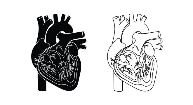 Detailed anatomical illustration of the human heart with vessels and chambers