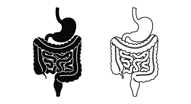Human digestive system illustration stomach intestines and digestive tract anatomy