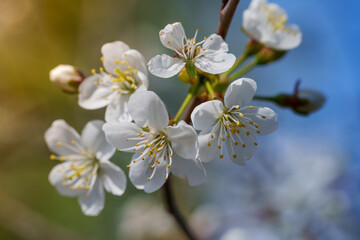 Fototapeta premium Macro shot of delicate white cherry blossoms blooming on a branch in spring