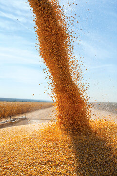 Corn kernels pouring during an agricultural harvest season