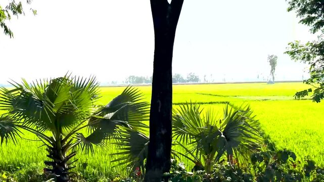 Lush Green Rice Fields Framed by Tropical Palm Trees in Bright Sunlight