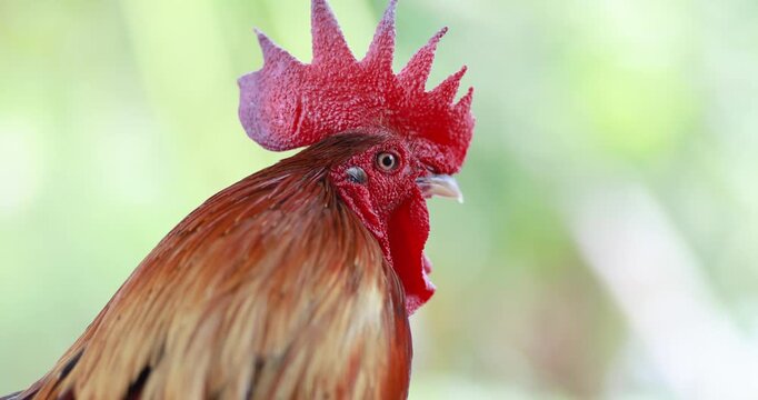 Rooster, Colorful rooster with bright red comb and glossy feathers against a blurred natural background, Bantam chicken, close-up