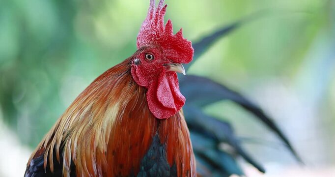 Rooster, Colorful rooster with bright red comb and glossy feathers against a blurred natural background, Bantam chicken, close-up