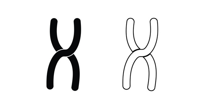 Chromosome illustration a detailed depiction of genetic material in two variations
