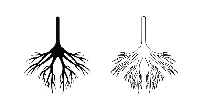 Plant root systems comparison taproot vs fibrous root structures illustrated