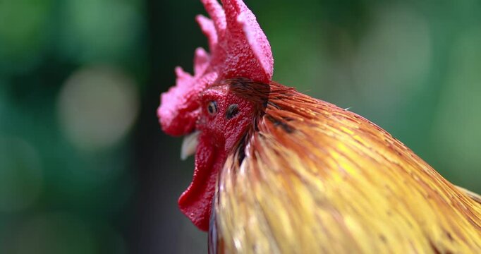 Rooster, Colorful rooster with bright red comb and glossy feathers against a blurred natural background, Bantam chicken, close-up