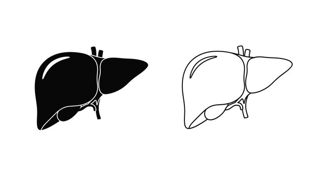 Human liver illustration black silhouette and line art depiction for medical study