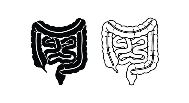 Detailed illustration of the human intestines colon and small intestine anatomy