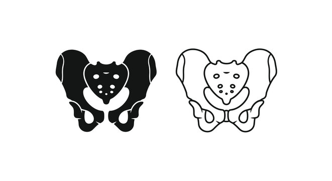 Human pelvis anatomy illustration black and white depiction of skeletal structure