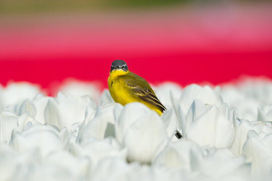 Western yellow wagtail bird sitting on a tulip in a blooming field. Spring landscape with flowers and wildlife. Agricultural nature and floral blossom.