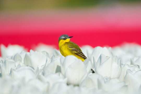 Western yellow wagtail bird sitting on a tulip in a blooming field. Spring landscape with flowers and wildlife. Agricultural nature and floral blossom.