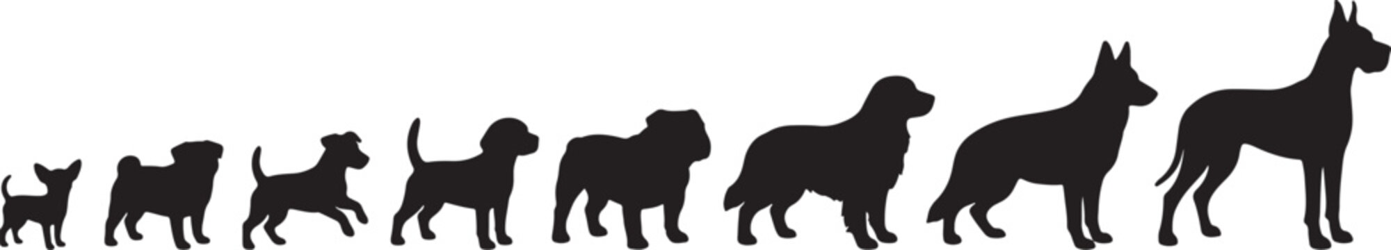 Silhouettes of various dog breeds arranged by size, from small to large, on a white background, also transparent background