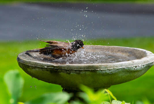 American  robin, Turdus migratorius, bird splashing in a bird bath