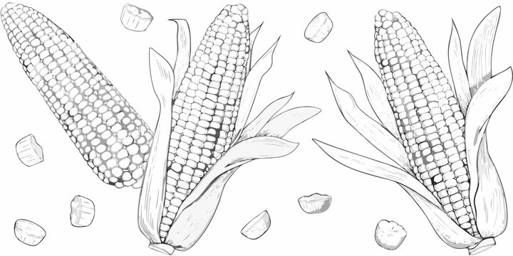 Corn cobs and kernels detailed line drawing on white background