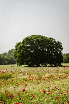Oak tree, a single big green oak tree in the middle of a field of red blooming poppy flowers outdoor at daytime during springtime season in Showa Kinen Park near Tokyo in Japan.