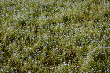 Fototapeta premium Wild flowers, colourful blue flower background of wild growing plants and flowers outdoor at daytime during springtime season in a garden with space for text.