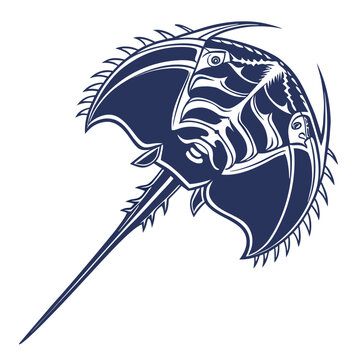 Horseshoe Crab Marine Arthropod Vector Graphic Illustration