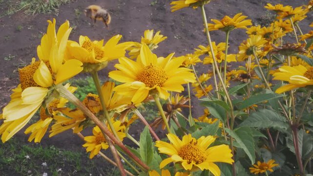 Close macro yellow flowers with bee visiting center, vibrant petals and pollen dust, sunlit garden stems, shallow depth of field, dynamic pollinator movement, bright summer atmosphere, rich green