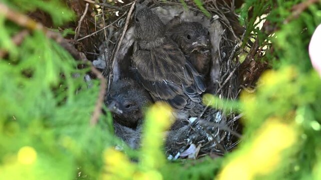 Close-up wildlife video of young songbird chicks resting in a natural nest hidden among dense green branches.The nest is built from twigs, feathers, grass, and soft animal hair,creating a safe shelter