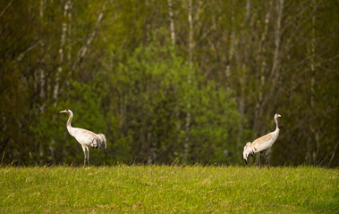Fototapeta premium Two Common Cranes Walking Through A Green Meadow Near Birch Forest In Spring