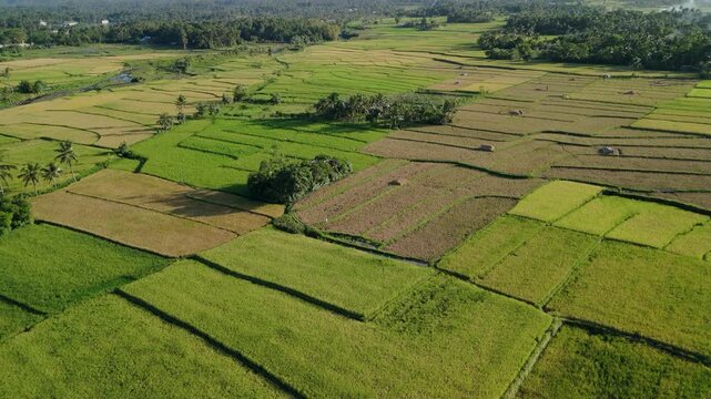 Green rice fields stretch under bright skies with Mayon Volcano in the distance. Ideal for travel destination and background video.