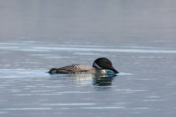 Obraz premium Common loon (Gavia immer) in breeding plumage dipping bill into water at Eagle Lake, Lassen County, California.