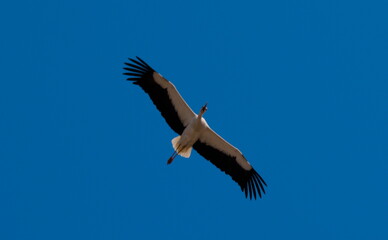 Obraz premium White stork soaring above the countryside, captured from below in flight as it patrols the landscape on a clear spring day.